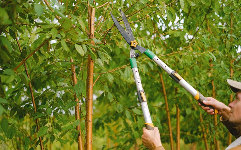 Tree trimming in Victor, ID