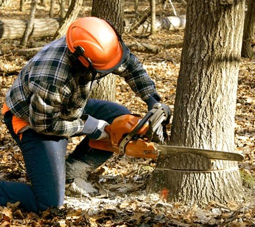 Tree Removal in Victor, ID